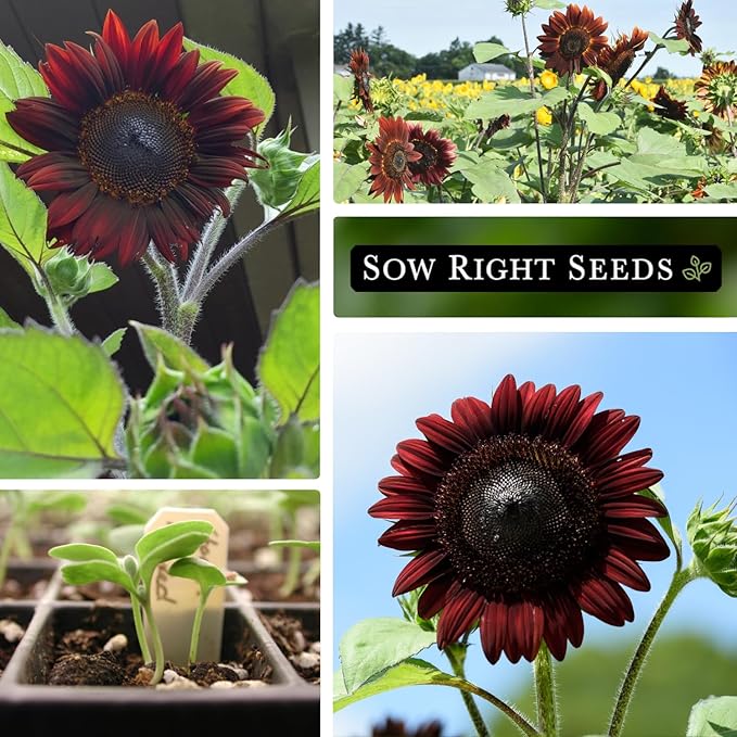 Sow Right Seeds - Chocolate Cherry Sunflower Seeds for Planting - Non-GMO Heirloom Packet with Instructions for Growing - Beautiful Giant Flower - Rare Burgundy and Dark Brown Petals (1)