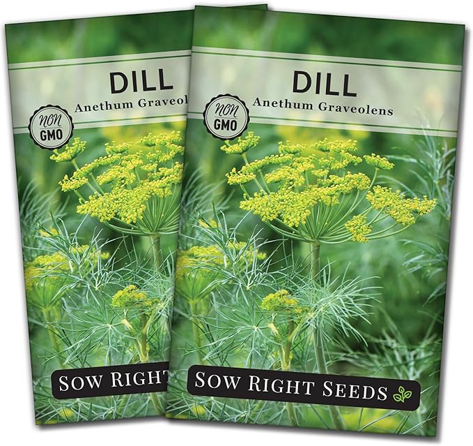 Sow Right Seeds - Dill Seed for Planting - Non-GMO Heirloom Packet with Instructions to Plant and Grow Herb Garden - Indoors or Outdoors - Homemade Dill Pickles - Wonderful Companion Plant (2)