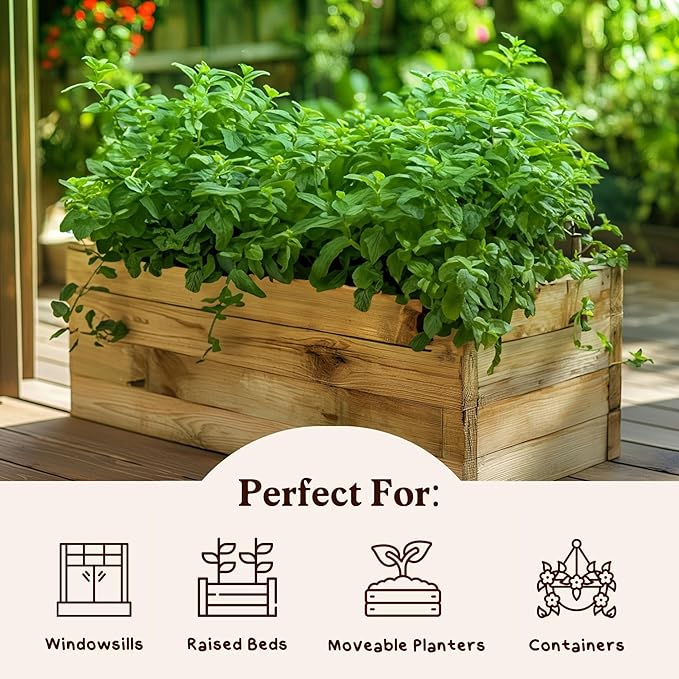 Organic Peppermint Herb Seeds for Indoor Gardening or Planting Outdoors, Non-GMO and USDA Certified Herb Seed Packets, 250 Seeds/20 mg (Peppermint)