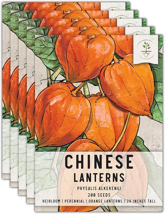 Seed Needs, Chinese Lantern Seeds - 200 Heirloom Seeds for Planting Physalis Alkekengi - Orange Ornamental Pods, Perfect for Pots & Containers (5 Packs)