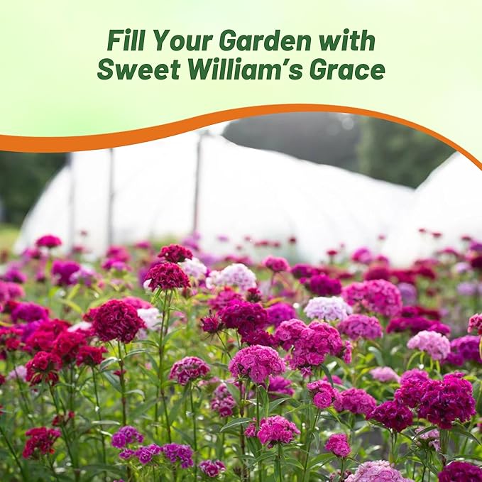 Outsidepride Sweet William Dianthus Seeds - 1 Lb. Perennial, Winter Hardy Wildflower Seeds w/Fragrant & Vibrant Blooms, Ideal for Pollinator Gardens, Cut Flowers & Colorful Landscaping