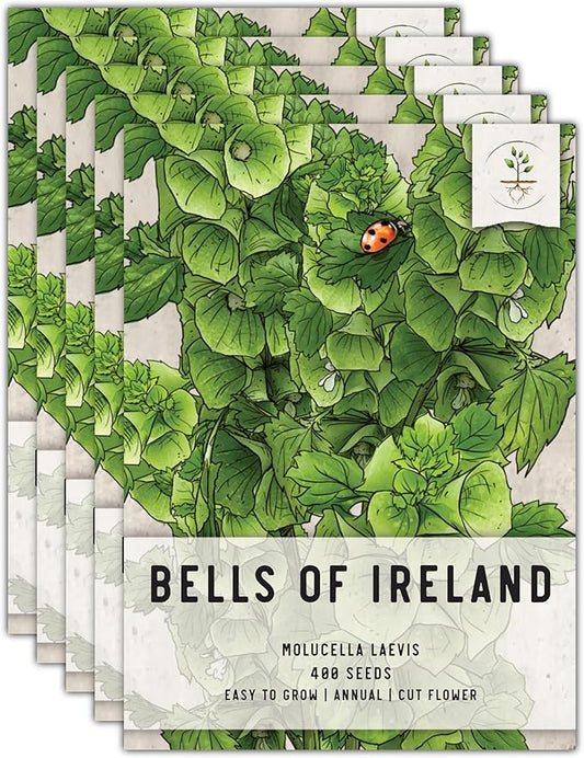 Seed Needs, Bells of Ireland Seeds - 400 Heirloom Seeds for Planting Molucella laevis - Green Bell Shaped Flowers, Perfect as a Cut Flower, Attracts Pollinators (5 Packs)