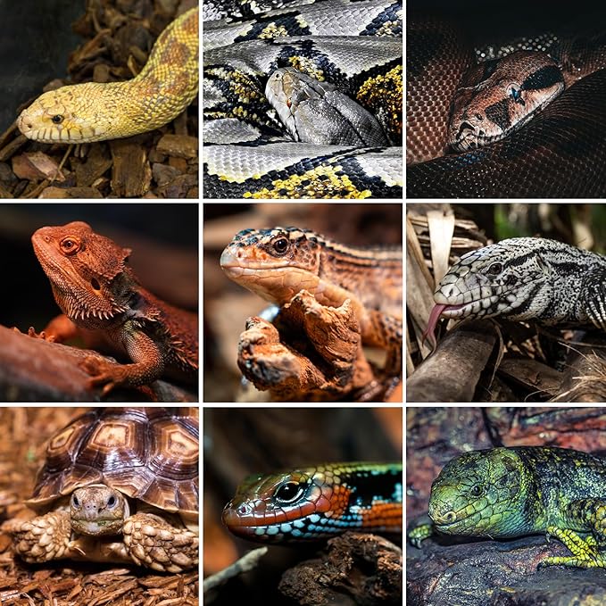 REPTI ZOO 68 Gallon PVC Reptile Terrariums, 48x18x18 Reptile Tanks Enclosure for Bearded Dragon Ball Python Snake Gecko, PVC Reptile Lounge Habitat with Glass Sliding Door & Top Screen Ventilation