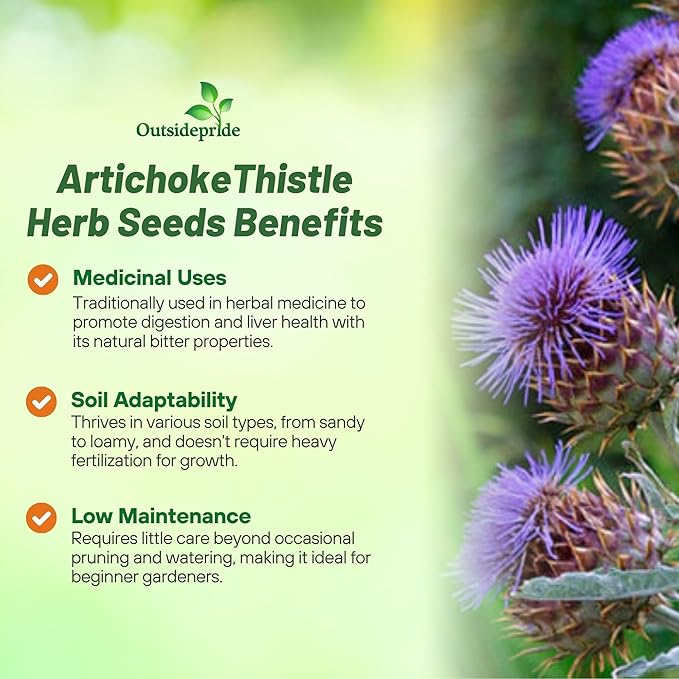Outsidepride 200 Seeds Perennial Cynara Cardunculus Cardoon Artichoke Thistle Herb Seeds for Planting