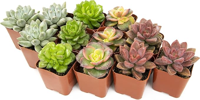 Succulents Plants Live (12PK) Potted Succulent Plants Live House Plants, Cactus Plants Live Plants Indoor Plants Live Houseplants, Indoor Plant Succulents Live Plant House Plant by Plants for Pets
