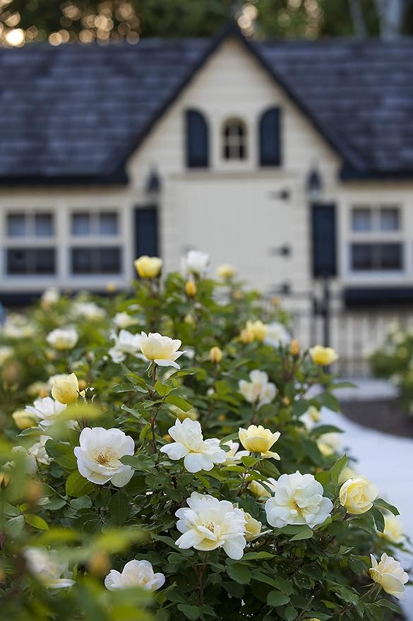 Green Promise Farms Rosa `Sunny Knock Out` (Reblooming) Rose, 3 Size Container, yellow flower