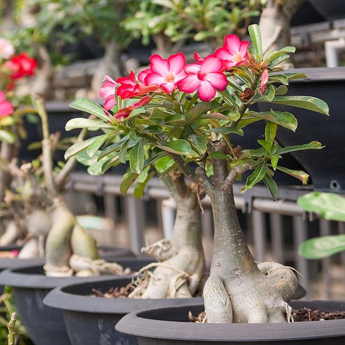 Desert Rose Potting Soil Mix (8 Quarts), Hand Blended Small Batch Soil Blend for Desert Rose Plant