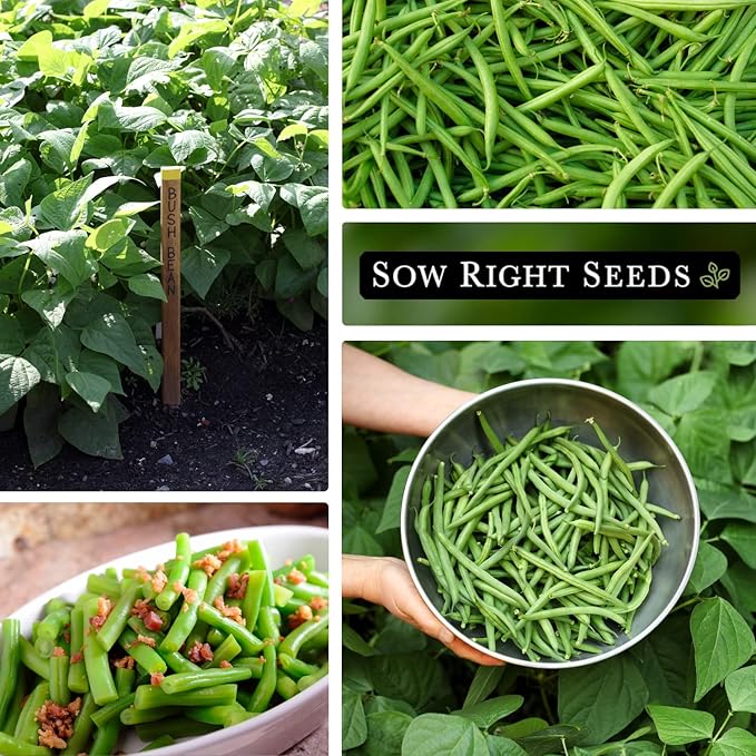 Sow Right Seeds - Contender Bush Green Bean Seeds for Planting - Non-GMO Heirloom Seed Packet - Stringless Variety to Plant an Outdoor Home Vegetable Garden - Abundant Harvest, Great for Kids (2)