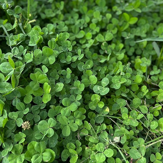 Micro Clover Seeds for Lawn - Microclover Seed for Planting - 1 oz. ~25,000 Seeds - Drought-Tolerant Mini Clover Seed - Grass Alternative Miniclover Seeds for Lawn - by Mountain Valley Seed Company…