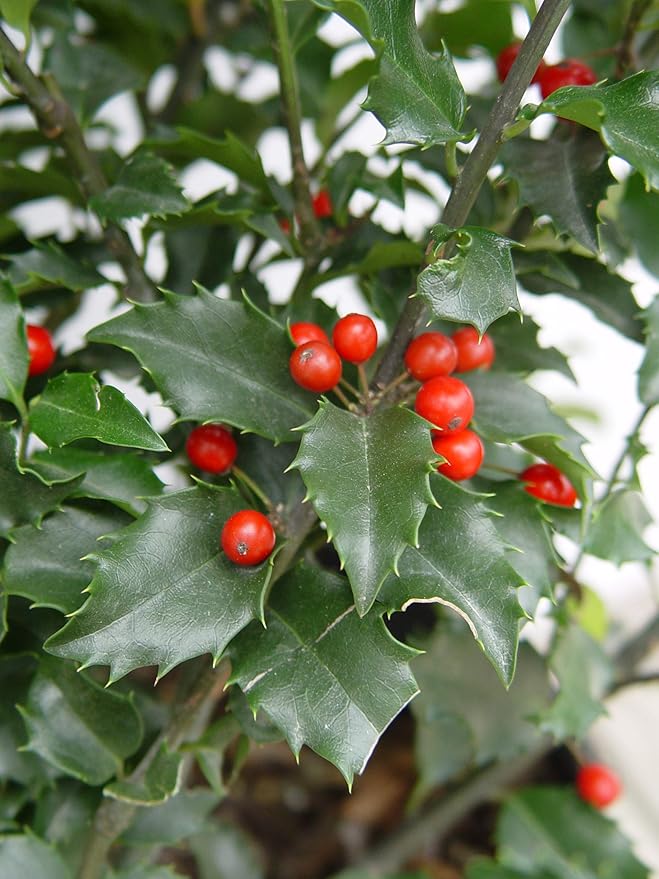 Ilex X meserveae 'Blue Princess' (Blue Holly) Evergreen, #3 - Size Container