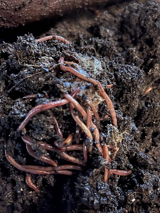 Worm Castings, Organic Plant Food, Soil Ammendment, Natural Plant Fertilizer and Soil Enhancer and Aeration, Houseplants, Vegetables, Seedlings and More