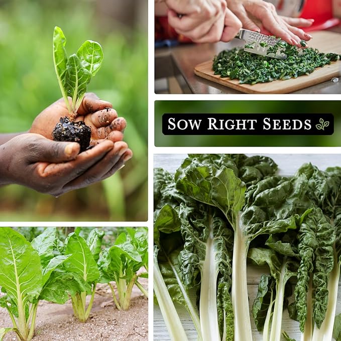 Sow Right Seeds - Fordhook Swiss Chard Seed for Planting - Non-GMO Heirloom Packet with Instructions to Plant and Grow an Outdoor Home Vegetable Garden - Nutritious, Flavorful - Great Gift (3)