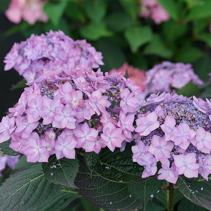 2 Gallon Proven Winners Hydrangea Let's Dance Can Do Shrub