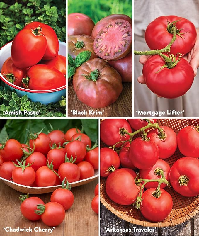 Burpee Favorites 10 Packets of Non-GMO Tomato Planting Heirloom Seeds Garden Gifts