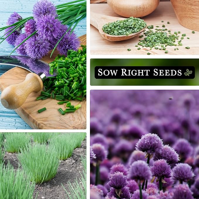 Sow Right Seeds - Common Chives Seed for Planting - Non-GMO Heirloom Packet with Instructions to Plant and Grow Kitchen Herb Garden Indoor or Outdoor - Mild Onion Flavor (2)