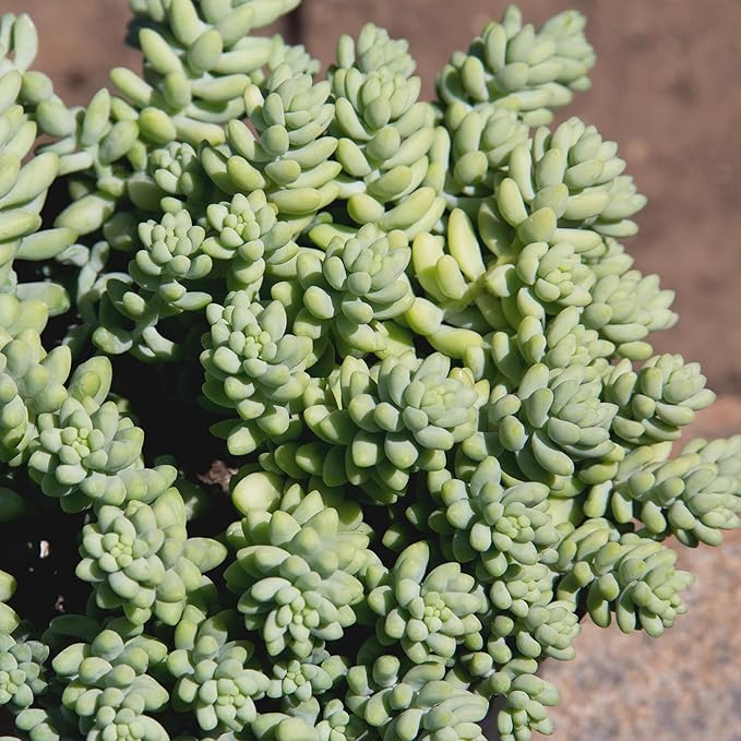 6" Sedum Burrito, Burros Tail Succulent Plants Live Succulent, Sedum Plants Live Succulents Plants Live Houseplants Live Indoor Plants Live Plants Indoor House Plants Indoors Live by Plants for Pets