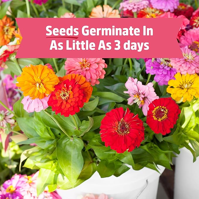 Back to the Roots Organic Zinnia Flower Grow Kit with Plantable Starting Pot Soil and Seeds