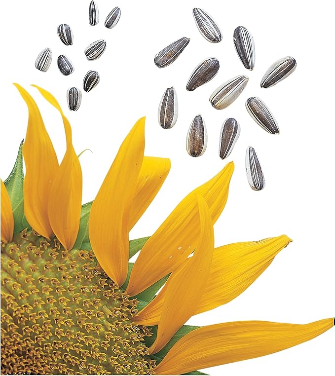 Burpee Super Snack Sunflower Seeds 50 seeds