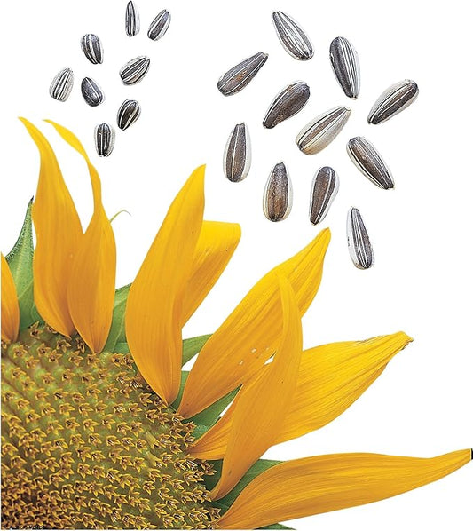 Burpee Super Snack Sunflower Seeds 50 seeds