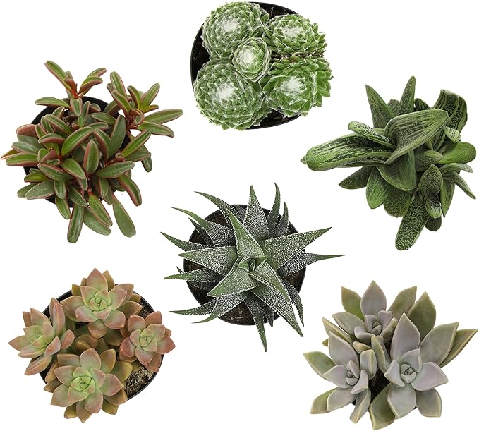 Altman Plants Pet Friendly Plant Pack (6PK) Real Succulents, Pet Safe Plants & Succulent Plants, Live Succulents, Pet Friendly Plants, Live Plants & House Plants in 3.5" Pots with Succulent Soil Mix