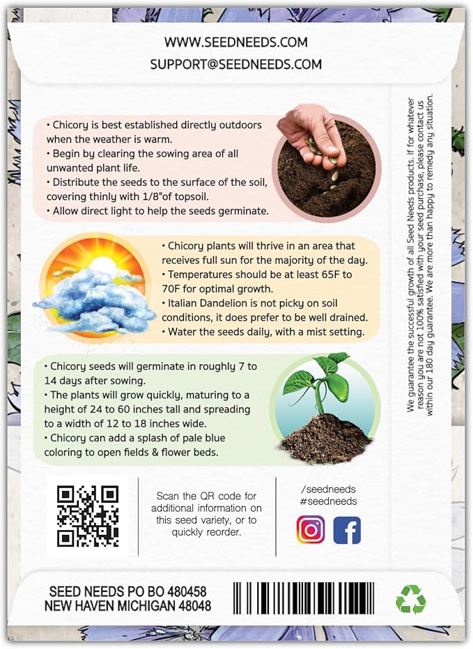 Seed Needs, Chicory Seeds - 500 Heirloom Seeds for Planting Cichorium intybus - Blue Floweres/Wildflowers, Non-GMO & Untreated, Italian Dandelion (5 Packs)