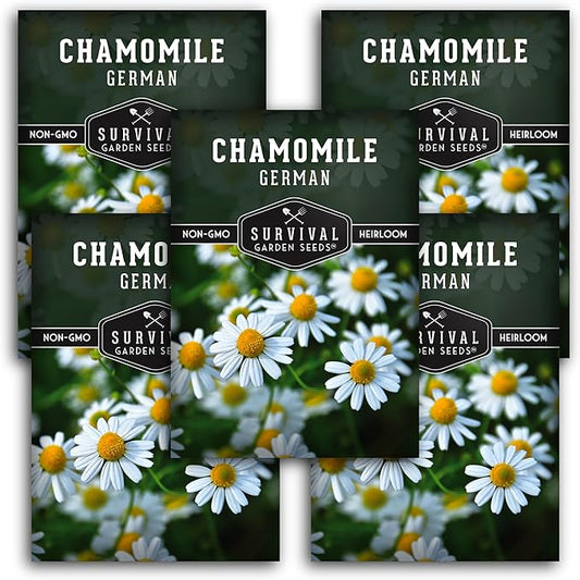 German Chamomile Seeds for Planting - 5 Packets with Instructions to Plant and Grow Matricaria chamomilla in Your Home Herb Garden - Non-GMO Heirloom Variety - Survival Garden Seeds