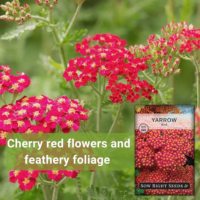 Sow Right Seeds - Achillea Yarrow Red Seeds for Planting - Flowering Herb to Plant in Your Home Garden - Non-GMO Heirloom Packet with Instructions - Favorite Perennial to Attract Pollinators