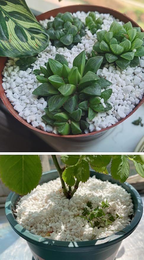 5QT Organic Perlite Horticultural Soil Amendment for Plants and Enhanced Drainage Enhanced