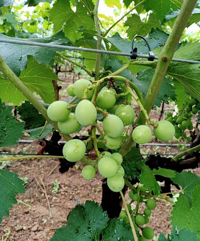 40+ Grape Seeds Vine Fruit Seeds Mix Plant Home Garden Non-GMO Heirloom Seeds