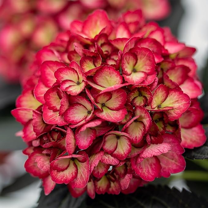 2 Gallon FIRST EDITIONS Eclipse Hydrangea Shrub
