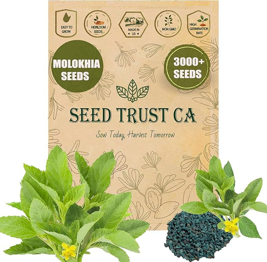 Egyptian Spinach (Molokhia) Seeds – 3000+ Non-GMO, High-Yielding Saluyot Vegetable Seeds for Planting – High Germination Rate, Heirloom Variety – USA (Molokhia)