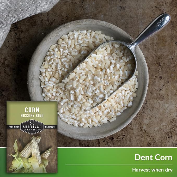 Hickory King Corn Seed for Planting - 3 Packets with Instructions to Plant and Grow White Field or Dent Corn in Your Home Vegetable Garden - Non-GMO Heirloom Variety - Survival Garden Seeds