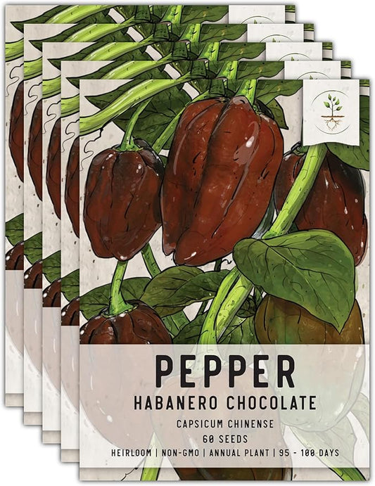 Seed Needs, Chocolate Habanero Pepper Seeds - 60 Heirloom Seeds for Planting Capsicum chinense - 100,000 to 350,000 Scoville Units, Non-GMO & Untreated (5 Packs)