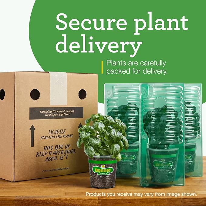 Bonnie Plants Bee Balm, 19.3 oz, 4-Pack, Live Plants