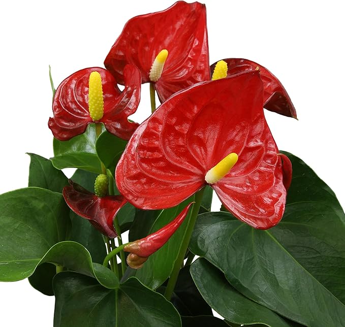 Red Anthurium Live Plant Decor 10-12" in Modern Planter, Plant Lover Gifts for Plant Lovers, Live Plants Indoor Plants Live Houseplants, Real Plants Indoor House Plants Easy Plants by Plants for Pets