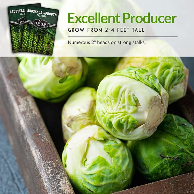 Survival Garden Seeds - Catskill Brussels Sprouts Seed for Planting - Packet with Instructions to Plant and Grow Tasty Cruciferous Vegetables in Your Home Vegetable Garden - Non-GMO Heirloom Variety