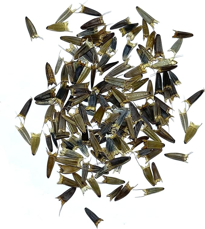 Seed Needs, Mexican Sunflower Seeds - 100 Heirloom Seeds for Planting Tithonia rotundifolia - Annual Wildflower That Attracts Pollinators/Butterflies (2 Packs)