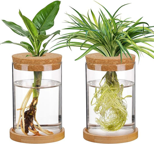 Plants Propagation Station - 2Pcs Desktop Plant Terrarium Glass Hydroponic Vases, Water Plant Propagating Jars, Gardening Gifts for Women Mom Plant Lovers (Thick Straight Shape, Separated Tray Style)