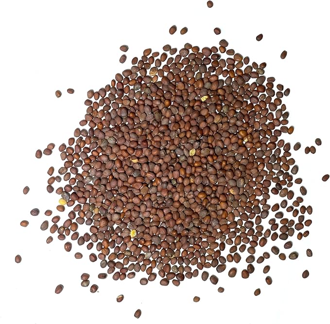 Seed Needs Watermelon Radish Seeds for Planting - Non-GMO, Heirloom & Untreated - Organically Grow a Home Grown Vegetable Garden - Cool Weather Crops (2 Packs)