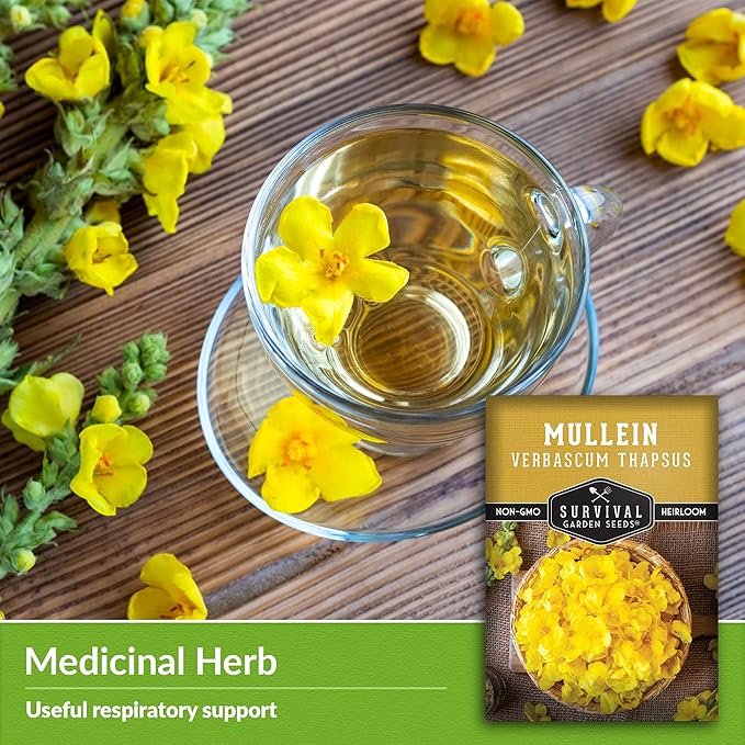 Mullein Seed for Planting - 5 Packets with Instructions to Plant and Grow Medicinal Herb Common Mullein in Your Home Vegetable Garden - Non-GMO Heirloom Variety - Survival Garden Seeds