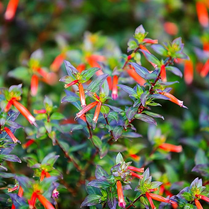 YEGAOL Garden 15Pcs CUPHEA Seeds Cigar Plant Firecracker Plant Cuphea Ignea Perennial Annual Deer Resistant Non-GMO Flower Seeds Potted Garden Plant