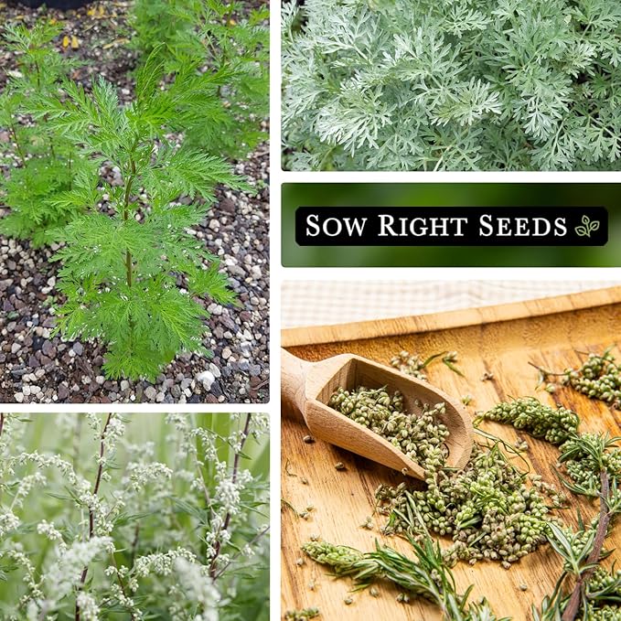 Sow Right Seeds - Mugwort Seeds for Planting - Non-GMO Heirloom Packet with Instructions to Plant an Outdoor or Indoor Herb Garden - Rare Perennial, Wild Wormwood - Medicinal & Culinary Cronewort (2)