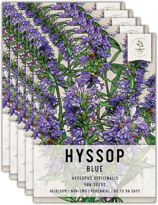 Seed Needs, Blue Hyssop Seeds - 500 Heirloom Seeds for Planting Hyssopus officinalis - Medicinal Herb for an Indoor/Outdoor Garden, Non-GMO & Untreated (5 Packs)