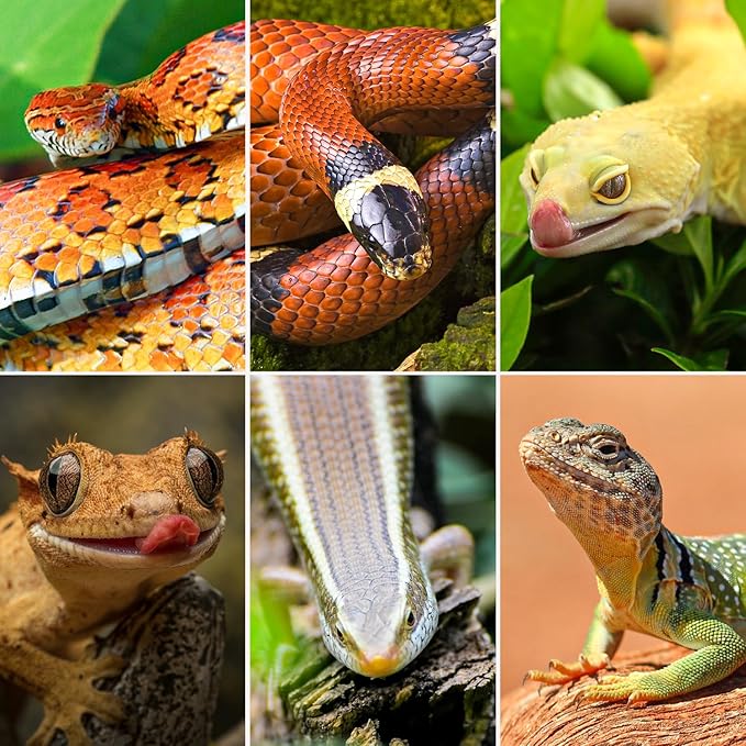 OiiBO 20 Gallon Reptile Tank, 30" x 12"x 12" Glass Terrarium Top Feeding & Dual Sliding Door Screen Ventilation with Easy Clean PVC Tray for Reptile Snake Hamster Small Animals