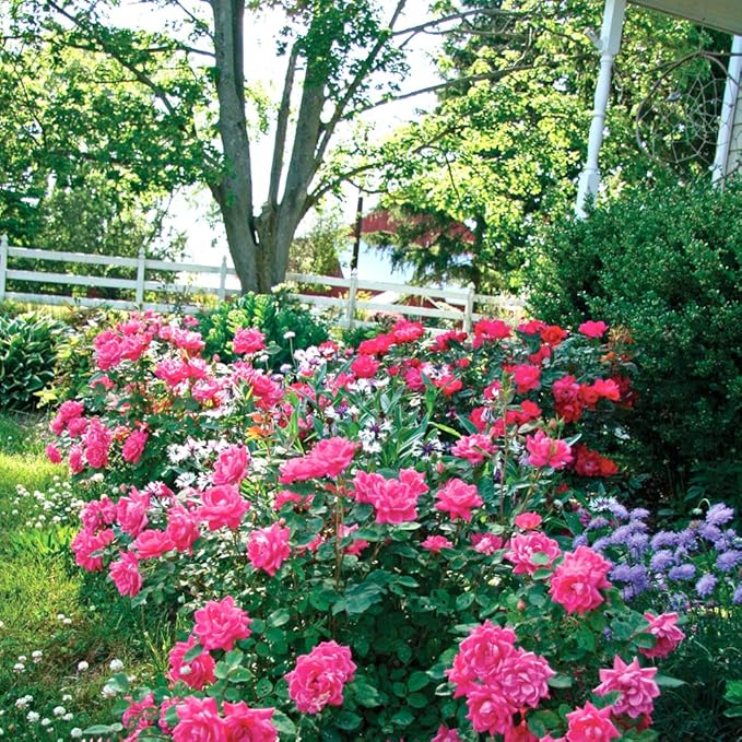 PERFECT PLANTS Double Pink Knock Out Rose Live Plant, 3 Gallon, Includes Care Guide