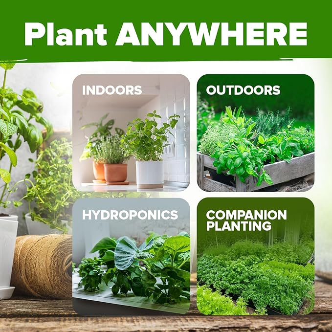 HOME GROWN 15 Organic Herb Seeds Variety Pack 2,500+ Non GMO, High-Germinating, Heirloom Seeds for Planting Indoor or Outdoor Herb Garden, Hydroponics Garden Seeds, Basil, Cilantro & More