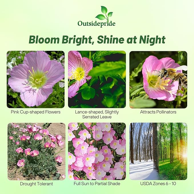 Outsidepride 1/2 lb. Perennial Oenothera Speciosa Showy Evening Primrose Wild Flower Seeds for Planting