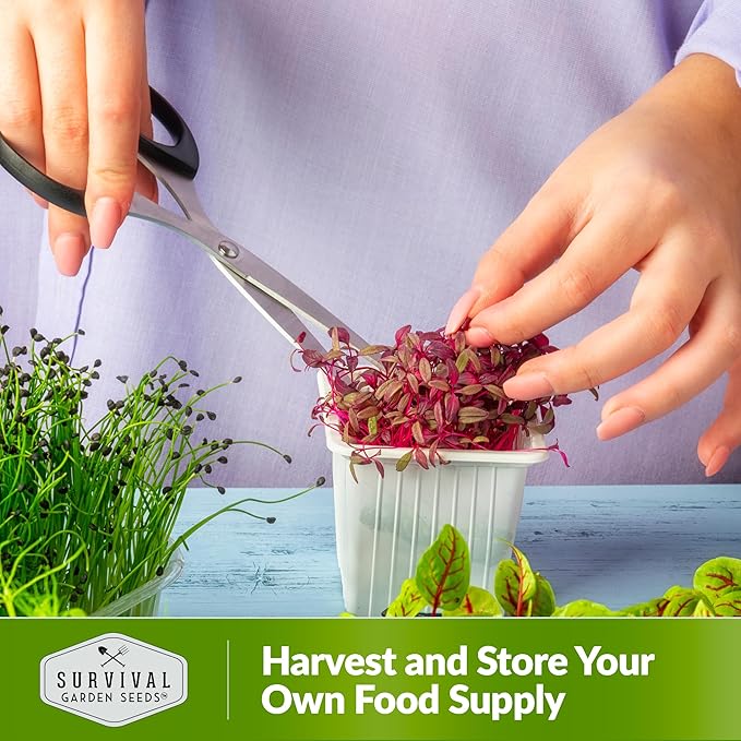 2 Packs Amaranth Microgreens Seeds for Planting and Growing - Plant Green Leafy Micro Vegetable Plants Indoors - Grow A Mini Windowsill Garden - Non-GMO Heirloom - Survival Garden Seeds