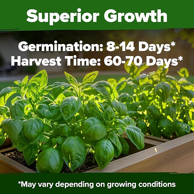 HOME GROWN Italian Basil Seeds (Bulk Pack), 1424 Sweet Large Leaf Basil Seeds for Planting, Non-GMO and Heirloom Herb Seeds for Planting Indoors or Outdoors (Ocimum basilicum)