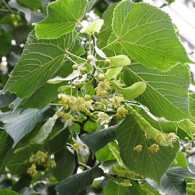 CHUXAY GARDEN 10 Seeds Tilia Platyphyllos Seed,Large-Leaved Linden,Bigleaf Linden Large Deciduous Tree Privacy Screen Grows in Garden and pots Great for Planting